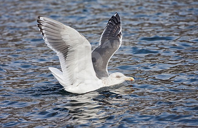 Kamtsjatkameeuw volwassen landed op het water; Slaty-backed Gull adult landing on the water stock-image by Agami/Marc Guyt,