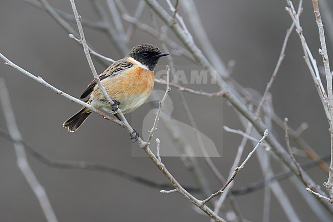 Volwassen mannetje Roodborsttapuit; Adult male European Stonechat stock-image by Agami/Daniele Occhiato,