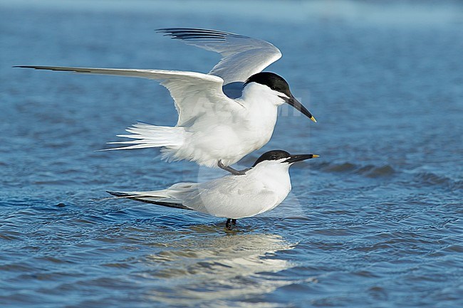 Mating pair of Cabot's Terns (Thalasseus acuflavidus) on the beach of Galveston County, Texas, USA during spring. Standing in shallow water. stock-image by Agami/Brian E Small,