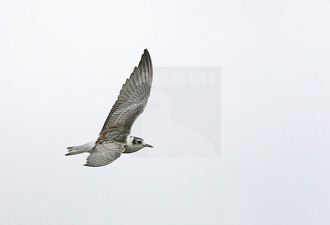 First-winter White-winged Tern (Chlidonias leucopterus) in flight over Cabo da Praia on the island Terceira in the Azores. stock-image by Agami/David Monticelli,