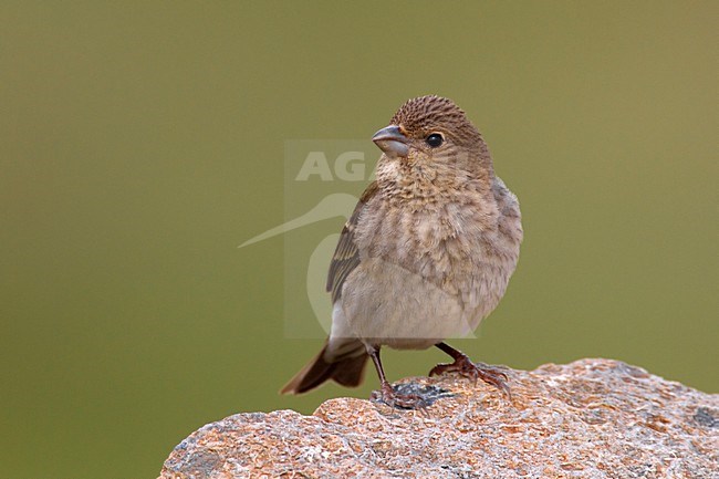 Vrouwtje Roodmus; Female Common Rosefinch stock-image by Agami/Daniele Occhiato,