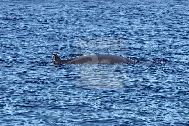 Common Minke Whale (Balaenaoptera acutorostrata) surfacing 2km NW off Corvo, Azores, Portugal. stock-image by Agami/Vincent Legrand,