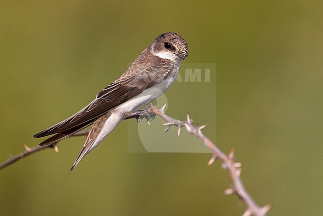 Sand Martin (Riparia riparia) in Italy. stock-image by Agami/Daniele Occhiato,