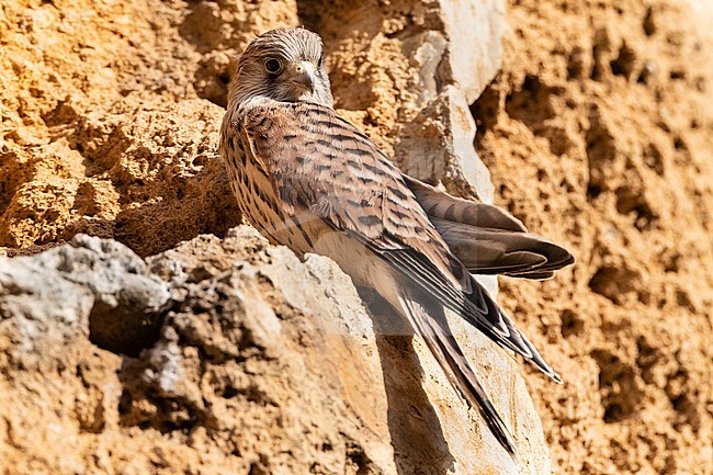 Immature Lesser Kestrel (Falco naumanni) at a breeding colony in Spain. stock-image by Agami/Marc Guyt,