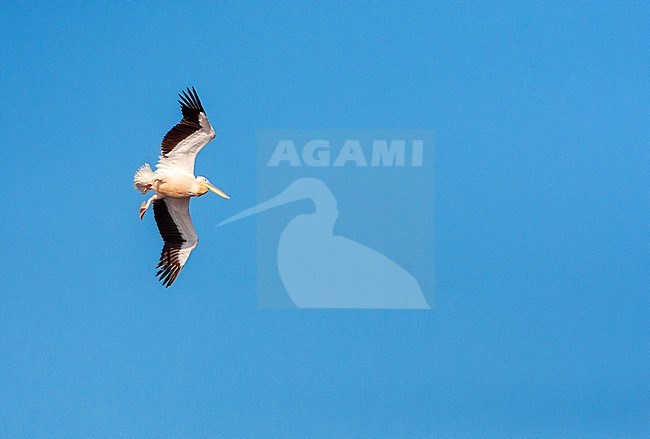 Great White Pelican (Pelecanus onocrotalus) in flight during early summer in Donau Delta, Romania. stock-image by Agami/Marc Guyt,