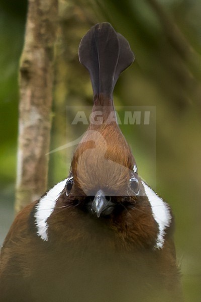 Crested Jayshrike (Platylophus galericulatus) Perched on a branch in Borneo stock-image by Agami/Dubi Shapiro,