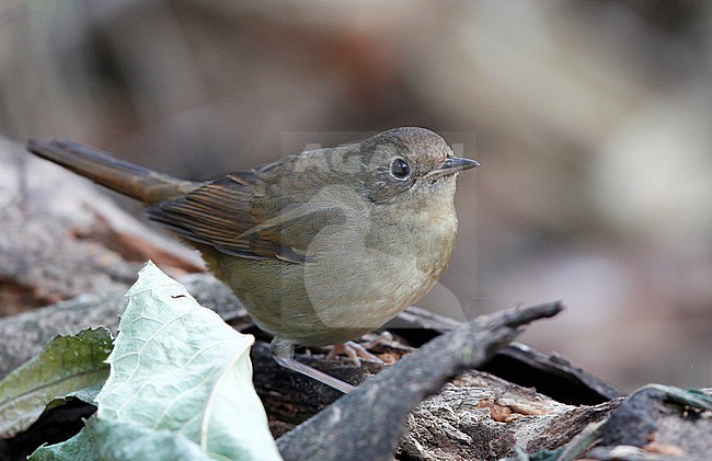 White-bellied Redstart (Luscinia phaenicuroides) female at Doi Lang,  Thailand stock-image by Agami/Helge Sorensen,