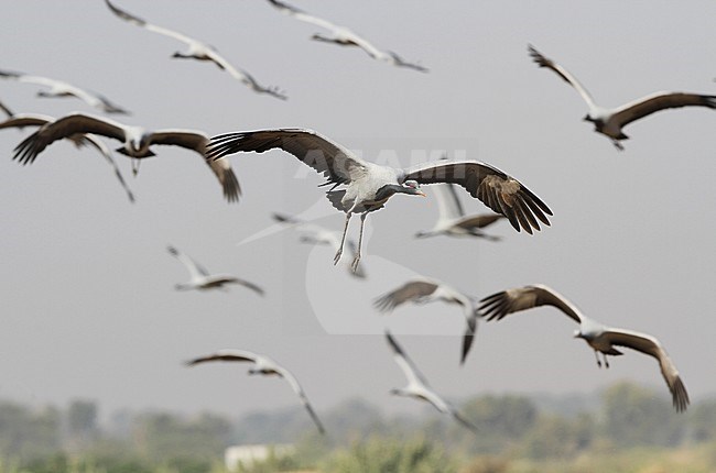 Jufferkraanvogel in vlucht; Demoiselle Crane (Anthropoides virgo) in flight stock-image by Agami/James Eaton,