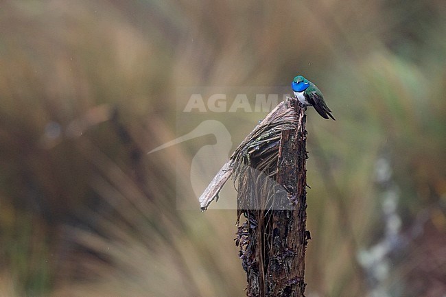 Adult Blue-throated Hillstar (Oreotrochilus cyanolaemus) in southwestern Andes in Ecuador. Discovered as recently as in 2018 and highly endangered. stock-image by Agami/Dani Lopez-Velasco,