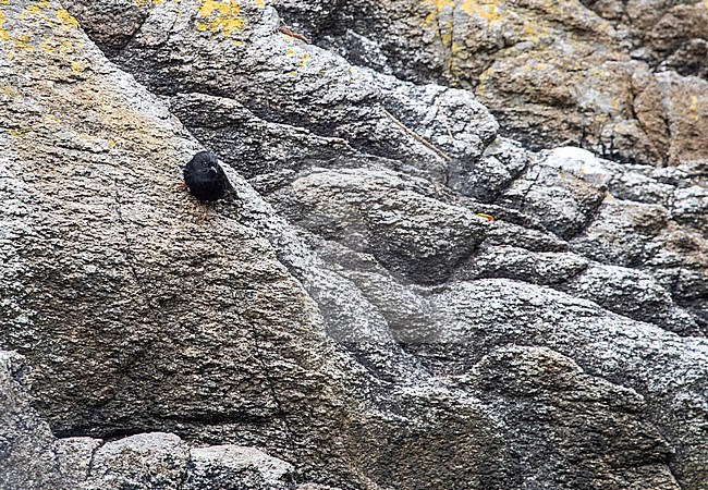 Snares Tomtit (Petroica macrocephala dannefaerdi) on The Snares, New Zealand. Perched on a cliff, just above the water line. stock-image by Agami/Marc Guyt,