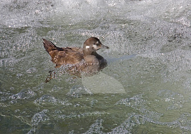 Vrouwtje Harlekijneend in snelstromend riviertje; Female Harlequin Duck at fast flowing river stock-image by Agami/Markus Varesvuo,