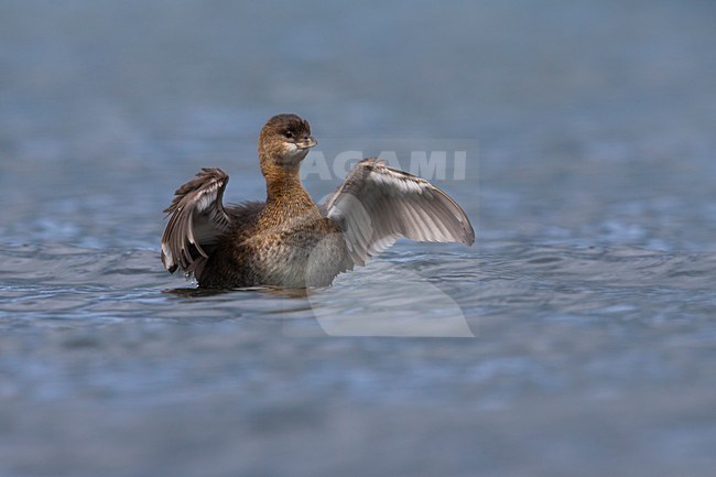 Dikbekfuut; Pied-billed Grebe stock-image by Agami/Daniele Occhiato,