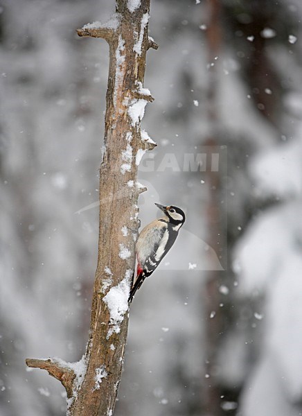 Great Spotted Woodpecker climbing tree in winter; Grote bonte Specht tegen boom klimmend in de winter stock-image by Agami/Markus Varesvuo,