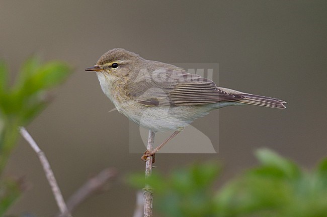 Fitis; Willow Warbler stock-image by Agami/Arnold Meijer,