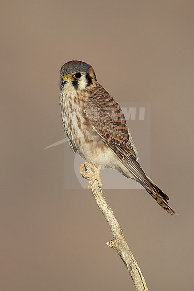 Adult female American Kestrel (Falco sparverius)
Riverside Co., California, 
November 2016 stock-image by Agami/Brian E Small,