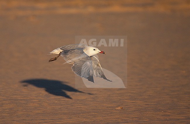 Adult Audouin's Gull (Ichthyaetus audouinii) flying over a sandy beach, on an early autumn morning, near Tarifa in southern Spain. stock-image by Agami/Marc Guyt,
