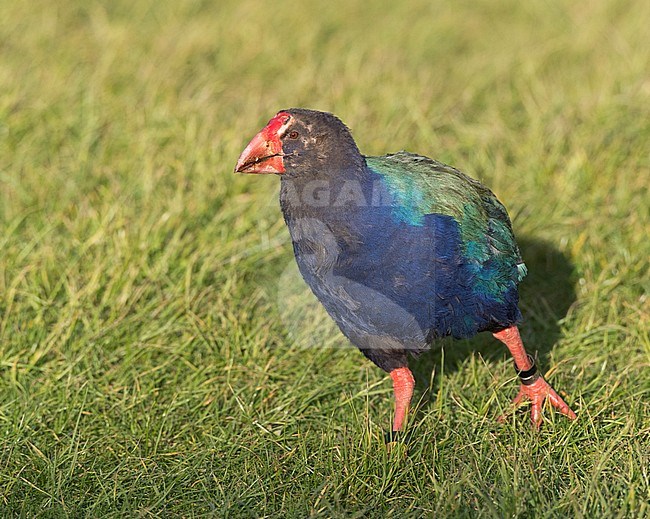 South Island Takahe (Porphyrio hochstetteri) an endangered flightless bird endemic to New Zealand. Relocated in Tawharanui Regional Park, North Island, New Zealand. Near-extincted, in October 2017 there were 347 takahe accounted for, an increase of 41 over 2016. stock-image by Agami/Marc Guyt,