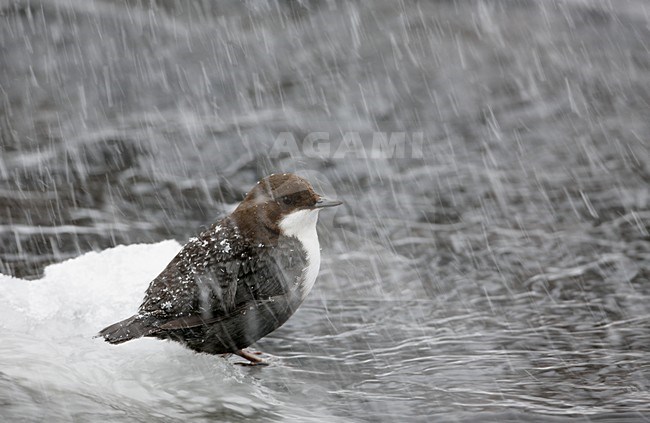 Waterspreeuw aan winters riviertje; White-throated Dipper at stream in winter stock-image by Agami/Markus Varesvuo,