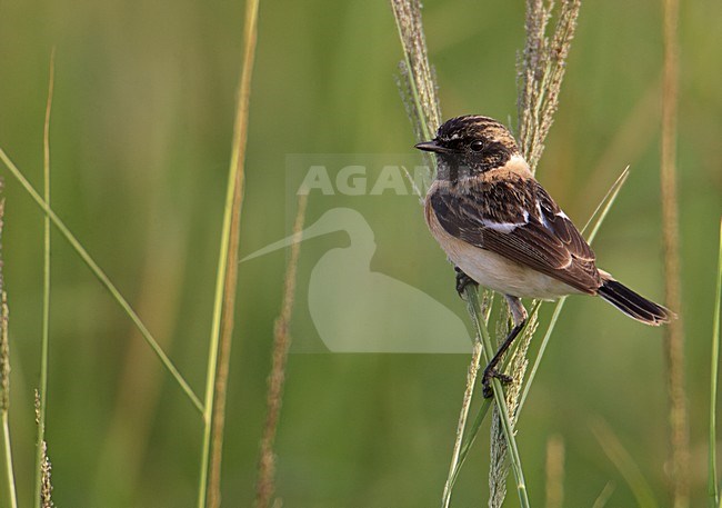 Roodborsttapuit, European Stonechat stock-image by Agami/Markus Varesvuo,