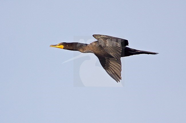 Double-crested Cormorant (Nannopterum auritum) flying in Washington, USA. Also known as Phalacrocorax auritum. stock-image by Agami/Glenn Bartley,