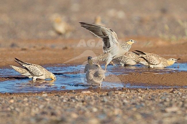 Spotted Sandgrouse (Pterocles senegallus), smal flock at drinking pool in Morocco stock-image by Agami/Saverio Gatto,