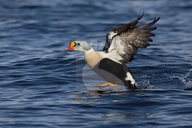 Opvliegende Koningseider; Flying King Eider stock-image by Agami/Chris van Rijswijk,