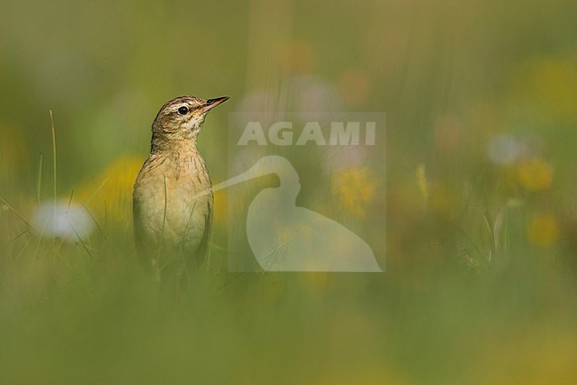 Adult Tawny Pipit (Anthus campestris) in Italy and perched in gras stock-image by Agami/Daniele Occhiato,