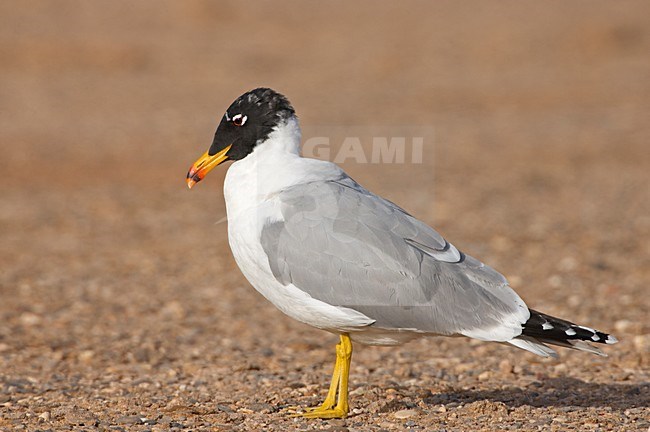 Reuzenzwartkopmeeuw, Great Black-headed Gull, Larus Ichthyaetus stock-image by Agami/Jari Peltomäki,