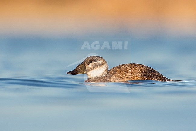 1st winter female White-headed Duck (Oxyura leucocephala) swimming on a lake in a nature reserve in southern Spain. stock-image by Agami/Ralph Martin,
