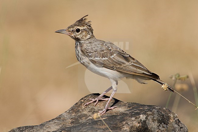 Juveniele Kuifleeuwerik in zit; Juvenile Crested Lark perched stock-image by Agami/Daniele Occhiato,