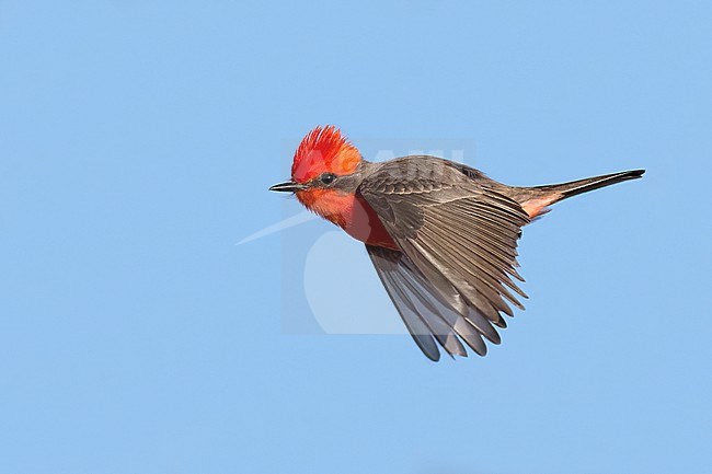 Adult male breeding
Pima Co., AZ
April 2024 stock-image by Agami/Brian E Small,