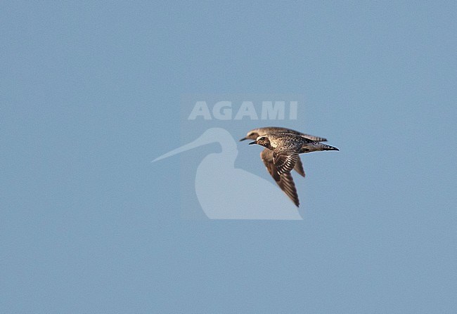 Adult Grey Plover (Pluvialis squatarola) in flight during late summer in the Netherlands. Also known as Black-bellied Plover stock-image by Agami/Edwin Winkel,