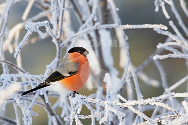 Mannetje Goudvink in de winter; Male Eurasian Bullfinch in winter stock-image by Agami/Markus Varesvuo,