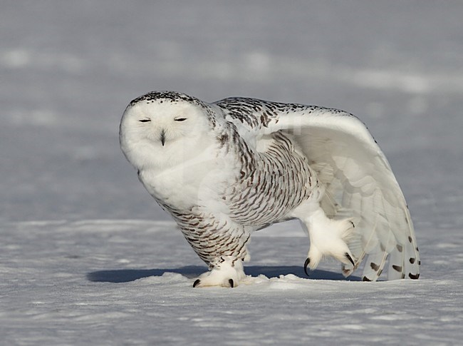 Sneeuwuil vleugel strekken, Snowy Owl wing stretching stock-image by Agami/David Hemmings,