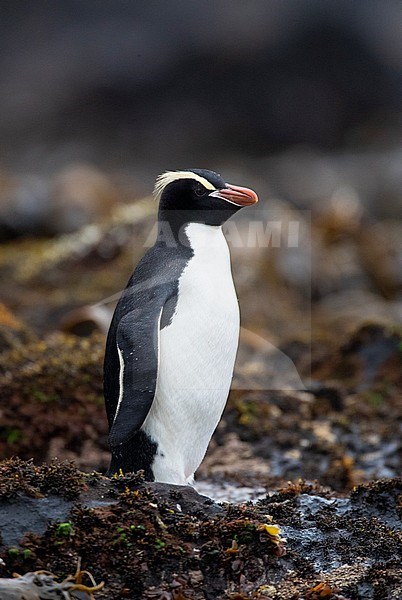 Erect-crested Penguin (Eudyptes sclateri) on the Antipodes Islands, New Zealand. Adult standing on a rocky coast. stock-image by Agami/Marc Guyt,