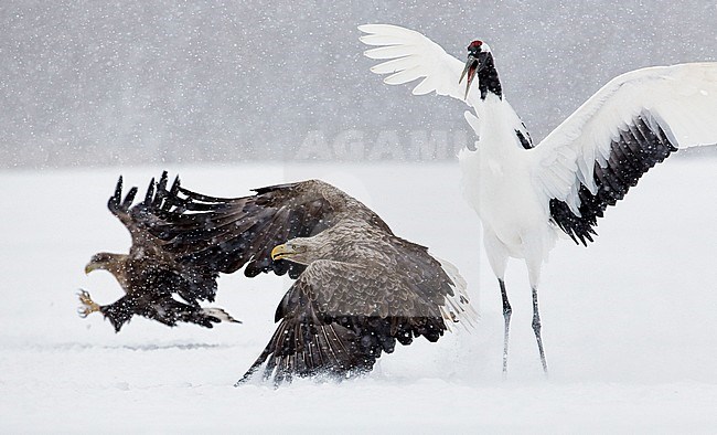 White-tailed Eagle and Red-crowned fighting over food stock-image by Agami/Markus Varesvuo,