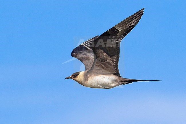 Arctic Skua (Stercorarius parasiticus) during spring on the tundra of Iceland. stock-image by Agami/Daniele Occhiato,