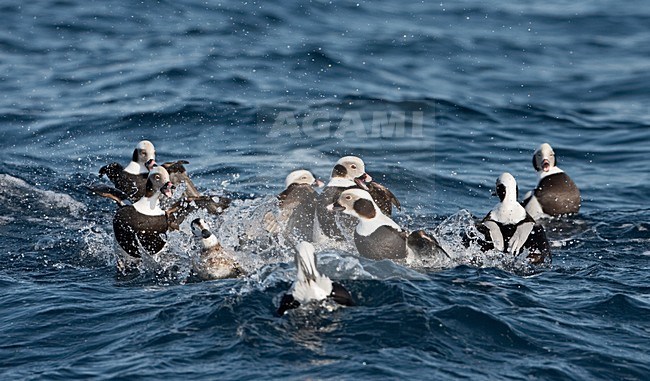 IJseend mannetjes vechtend; Long-tailed Duck males fighting stock-image by Agami/Jari Peltomäki,