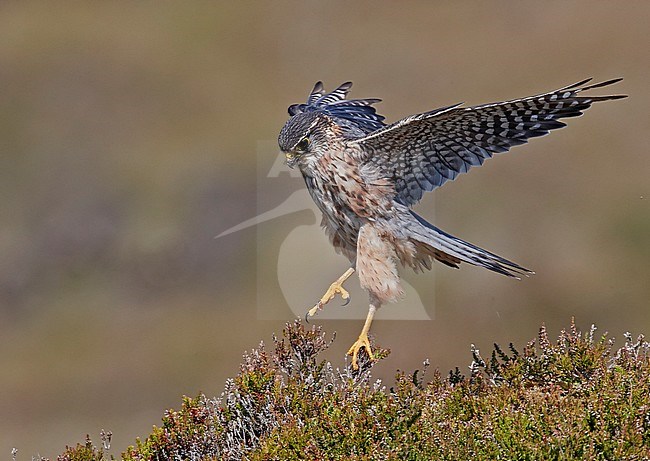 Male Merlin (Falco columbarius) landing on the ground in a moorland near his nest on the Shetland islands in Scotland. stock-image by Agami/Markus Varesvuo,