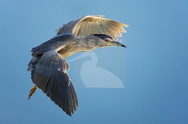 Kwak adult vliegend; Black-crowned Night Heron adult flying stock-image by Agami/Markus Varesvuo,