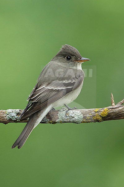 Adult Eastern Wood Pewee (Contopus virens) perched on a branch in Galveston County, Texas, USA, during spring migration. stock-image by Agami/Brian E Small,