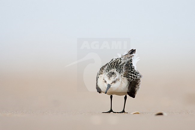 Drieteenstrandloper, Sanderling, Calidris alba stock-image by Agami/Menno van Duijn,