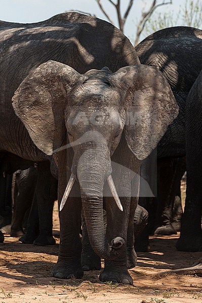 Portrait of an African elephant calf, Loxodonta africana, with its herd. Chobe National Park, Botswana. stock-image by Agami/Sergio Pitamitz,
