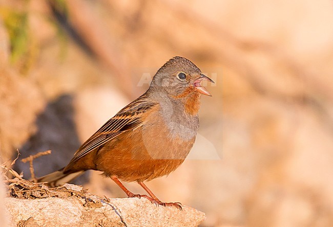 Cretzschmar's Bunting - Grauortolan - Emberiza caesia, Cyprus, adult male stock-image by Agami/Ralph Martin,