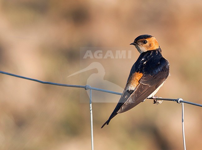 Western Red-rumped Swallow -  Rötelschwalbe - Cecropis daurica ssp. rufula, Portugal, adult stock-image by Agami/Ralph Martin,