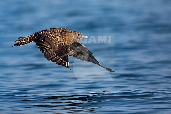 First-winter Arctic Skua (Stercorarius parasiticus) on an inlake lake in Germany (Baden-Württemberg). Taking off from the water surface. stock-image by Agami/Ralph Martin,