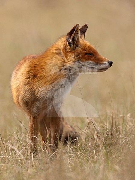 staande vos; standing red fox stock-image by Agami/Walter Soestbergen,