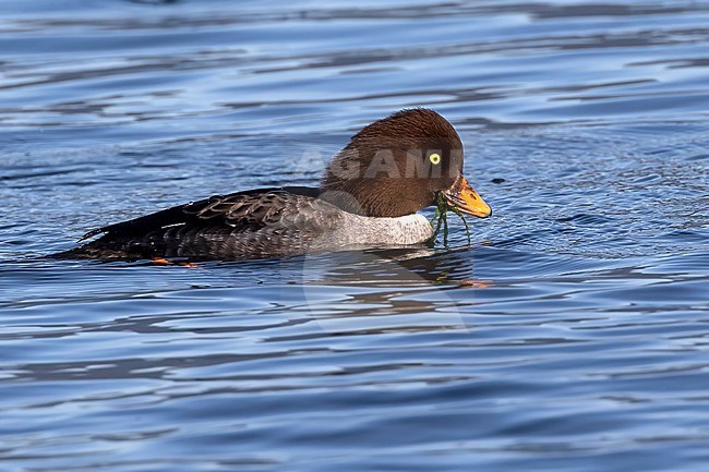 A female Barrow's Goldeneye swims close to the shore at Stanley Park, Vancouver, British Colombia, Canada. She is feeding on seaweed and her orange bill is prominently in view. stock-image by Agami/Jacob Garvelink,