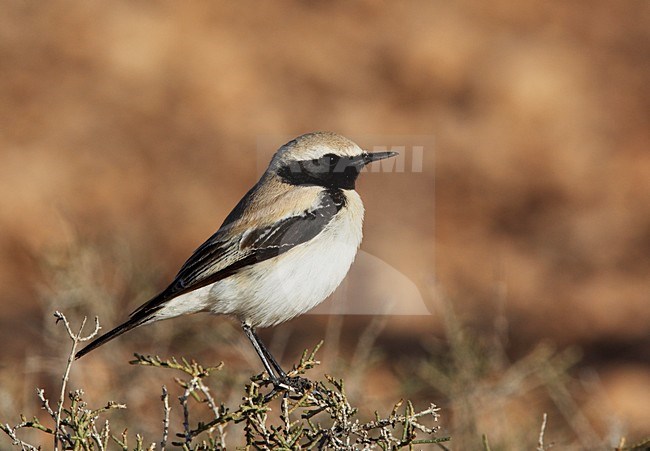 Mannetje Woestijntapuit zittend in struikje; Male Desert Wheatear perched in top of scrub stock-image by Agami/Markus Varesvuo,