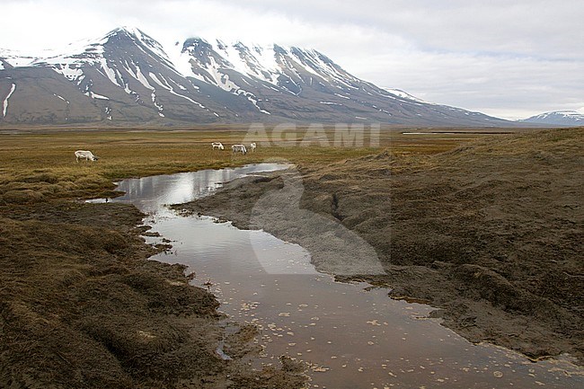 Tundra of Svalbard with valbard Reindeers (Rangifer tarandus platyrh) stock-image by Agami/Harvey van Diek,